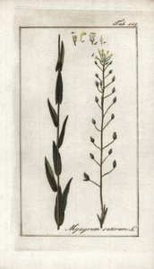 Cameline or Flax Basard or Sesame from Germany, Camelina sativa by Unbekannter Künstler