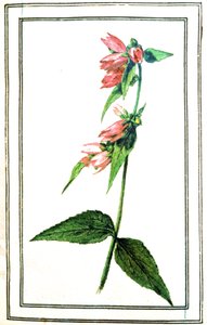 Common Campanula by Unbekannter Künstler