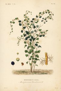 Canadian moonseed or yellow parilla