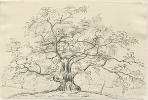 Cannock Chase: pen and pencil drawing