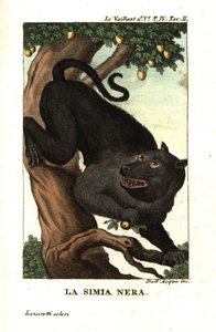 Cape Baboon or Chacma Baboon, Papio ursinus. From Francois Le Vaillant by Unbekannter Künstler