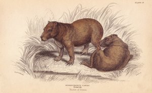 Capybara, Hydrochoerus hydrochaeris (Hydrochaerus cabiai) by Unbekannter Künstler
