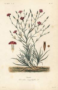 Carnation or clove pink by Unbekannt