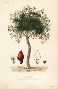 Cashew tree or cashew nut tree by Unbekannt