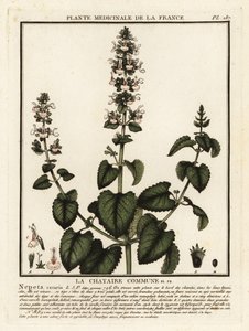 Catnip, Nepeta Cataria by Unbekannter Künstler