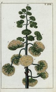 Century plant, Agave americana by Unbekannter Künstler