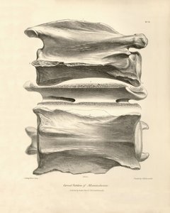 Cervical vertebra of Macrauchenia, a prehistoric animal found by Charles Darwin during his exploration journey aboard the Beagle. The Zoology of the voyage of H.M.S. Beagle under the command of Captain Fitzroy during the years 1832 to 1836 by Unbekannter Künstler