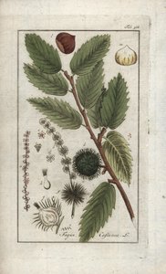 Chestnut, Castanea sativa by Unbekannter Künstler