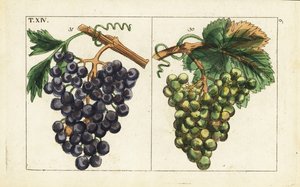 Chiavenna grapes, Pinot noir grapes, Vitis vinifera