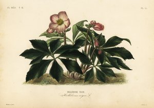 Christmas rose or black hellebore, Helleborus niger by Unbekannt