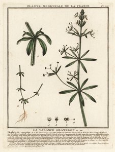 Cleavers, Galium aparine by Unbekannter Künstler