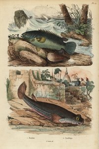 Climbing perch, Anabas testudineus, and four-eyed fish, Anableps anableps by Unbekannt