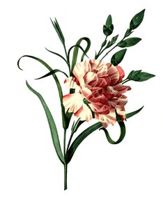 Clove Pink (Dianthus Caryophyllus) or Noble Carnation, Garden Carnation by Unbekannter Künstler
