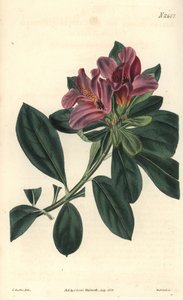 Cluster of purple flowers of an Indian azalee