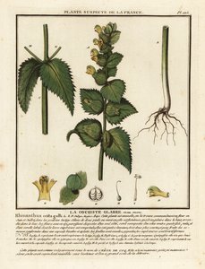 Cock’s comb, Rhinanthus crista-galli by Unbekannter Künstler