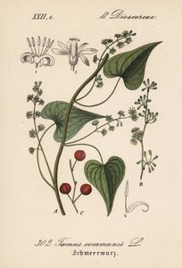 Common Driver or Grass to Battered Women - Black Bryony, Tamus communis. Handcoloured lithograph from Diederich von Schlechtendal