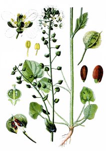 Common Scurvygrass, Cochlearia Officinalis by Unbekannter Künstler