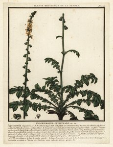 Common agrimony, Agrimonia eupatoria by Unbekannter Künstler