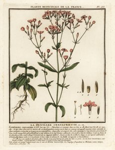 Common Centaury, Centaurium erythraea by Unbekannter Künstler