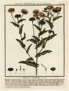 Common fleabane by Unbekannter Künstler