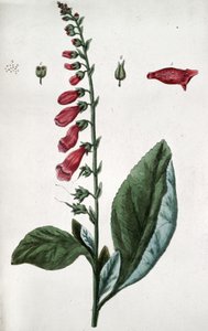 Common Foxglove, Poison, Used in Medicine as Cardiotonia by Unbekannter Künstler