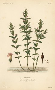 Common hedgehyssop, Gratiola officinalis