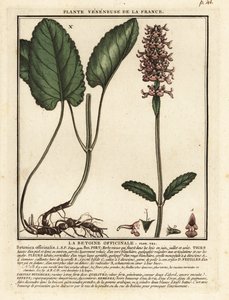 Common hedgenettle, Stachys officinalis by Unbekannter Künstler