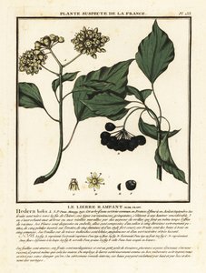 Common ivy