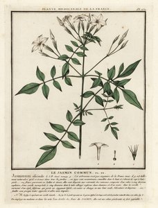 Common jasmine, Jasminum officinale by Unbekannter Künstler