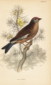 Common linnet perched on a branch