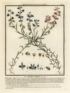 Common Milkwort, Polygala Vulgaris by Unbekannter Künstler