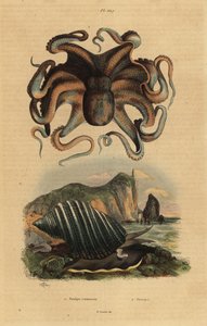 Common octopus, Octopus vulgaris, and sea snail, Dicathais orbita