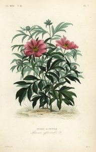 Common peony or garden peony by Unbekannt