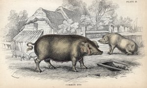 Common pig (Sus domestica) in a pigsty. Copper engraving by William Lizars, based on a drawing by James Stewart, published in the Naturalist Library: mammals, pachyderms and quadrupeds with fine skin, edited by W. H. Lizars, in Edinburgh, Scotland by Unbekannter Künstler