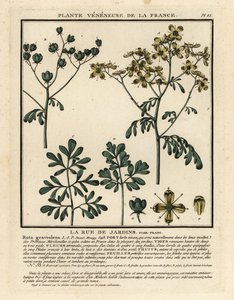 Common rue by Unbekannter Künstler