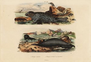 Common Seal and Northern Elephant Seal