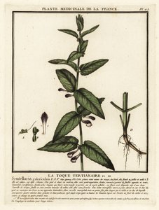 Common skullcap, Scuttelaria galericulata by Unbekannter Künstler