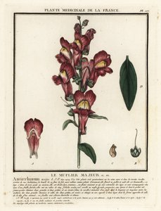 Common snapdragon, Antirrhinum majus by Unbekannter Künstler