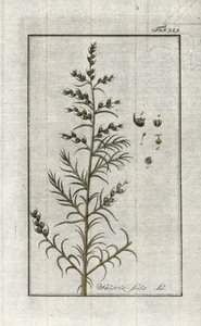Common Soda (Salsola soda). Lithograph from 