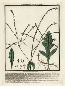 Common vervain, Verbena officinalis by Unbekannter Künstler