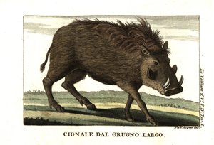 Common Warthog, Phacochoerus africanus. From Francois Le Vaillant by Unbekannter Künstler