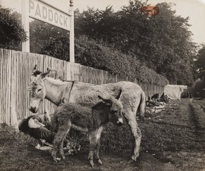 Composite of two donkeys, c 1909