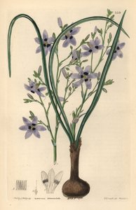 Conanthere - Conanthera trimaculata (Three-spotted cummingia, Cummingia trimaculata). Handcoloured copperplate engraving by Weddell after Edwin Dalton Smith from John Lindley and Robert Sweet