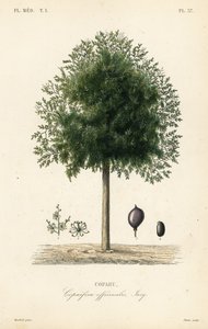 Copaiba tree by Unbekannt