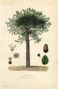 Cork oak tree, Quercus suber by Unbekannt