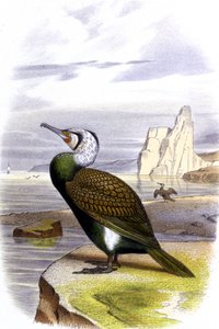 Cormorant