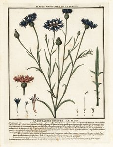 Cornflower by Unbekannter Künstler
