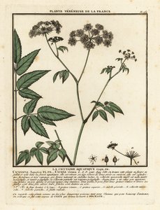 Cowbane, Cicuta virosa by Unbekannter Künstler