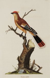 Crested Cuckoo
