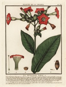 Cultivated Tobacco, Nicotiana tabacum